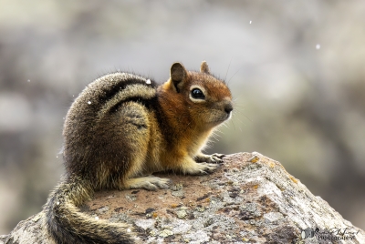Golden Mantled Squirrel May 2025